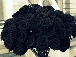 We did not find results for: Black Roses Quotes Tumblr Dogtrainingobedienceschool Com