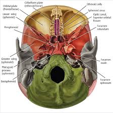 Their primary function is to increase the surface area of the nasal cavity, which also increases the amount of air. Anterior Cranial Fossa Nasal Cavity And Paranasal Sinuses Radiology Key
