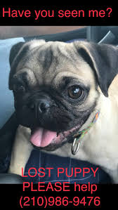 Browse and find pug puppies today, on the uk's leading dog only classifieds site. Found Lost Dogs On Twitter Lost Dog Pug Sanantonio Texas Https T Co Bxdgiainfq Please Rt Share Lostdog Missingdog Thank You