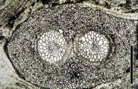 Image result for Hymenophyllum triangulare