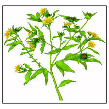 Image result for Agelanthus zizyphifolius