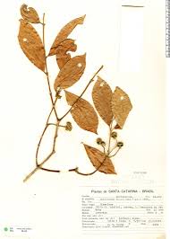 Image result for Monimiaceae