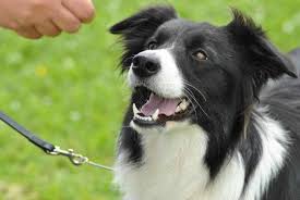 Set tavolo e sedie birreria in acciaio marrone e nero 6 posti. Razze Di Cani Bianchi E Neri Elenco E Caratteristiche