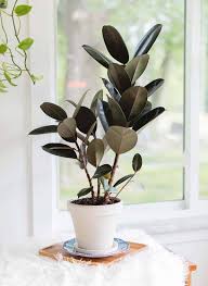 Image result for Ficus
