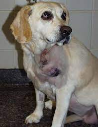 Mcts are particularly common in boxers, bull terriers, boston terriers, and labrador retrievers. Canine Hemangiosarcoma Clinician S Brief