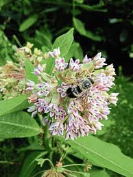 We did not find results for: Best Plants For Bees But Not For Deer Triblive Com