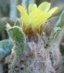 Image result for Geigeria schinzii