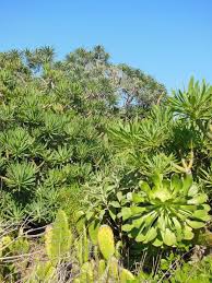 Teneriffa Kanaren Spanien Winter 201415 Michaela