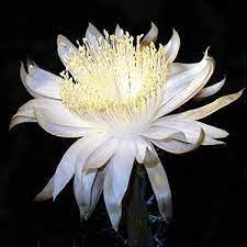 3 epiphyllum orchid cactus night blooming cereus hookeri strictum cuttings. Perfumes With Night Blooming Cereus Notes Perfumemaster Com