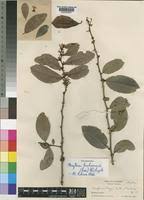 Image result for Gymnosporia buchananii