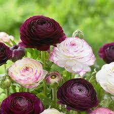 Ranunculus Google Search Flowers Flower Farmer Ranunculus Flowers