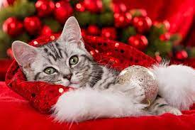 Merry christmas gif merry christmas pictures christmas kitten xmas pictures christmas hanukkah christmas scenes christmas animals merry christmas and happy new year christmas wishes. 16 946 Christmas Kitten Photos Free Royalty Free Stock Photos From Dreamstime