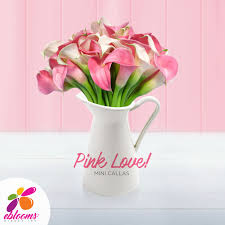 Maybe you would like to learn more about one of these? 40 Mini Callas Dreams Bouquet Calla Lily Flowers Mini Calla Lilies Bulk Flowers Online