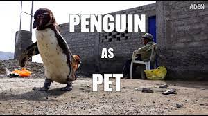 Magellanic penguins, gentoo penguins and rockhopper penguins—named for their ability to leap over obstacles— live on the rocky cliffs of the falkland islands. Penguin As Pet Youtube