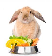 Combien De Fois Est Ce Que Vous Devriez Nourrir Votre Lapin Pygmee Zoobio Fr