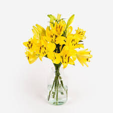 Due fiori orientali esotici del fiore fra vegetazione. Segreti E Caratteristiche Dei Fiori Gialli Le Gemme Del Colore Del Sole Colvin