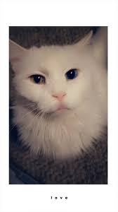 Stray animal in Camden/Dover/Rising Sun/Magnolia area