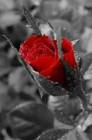 Katy In 2020 Flowers Black Background Color Splash Photography Rose Wallpaper