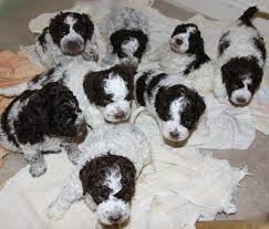 Browse the widest, most trusted source of basenji puppies for sale. Premium Lagotto Puppies Of Distinguished Truffle Masters Ducketts Champion Dna Tested Lineage Lagotto Romagnolo Best Dogs For Families Puppies