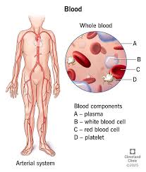 Image result for Red Blood Cell