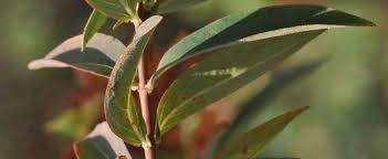 Image result for Hypericum roeperianum