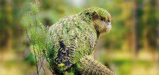 Birds That Cannot Fly With Names Kakapo Bird Kakapo Bird Birds