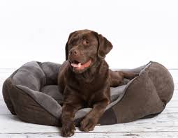 Nur das beste für ihren hund. Der Passende Hundeschlafplatz Schecker Hundeshop