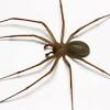 Steatoda grossa spiders have been sighted 177 times by contributing members. 1