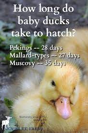 Duck eggs, depending on species, incubator temps, and humidity levels, take between 25 and 35 days to hatch. Best Practices For Hatching Duck Eggs In A Small Incubator