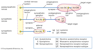 Acetylcholine is also the principal neurotransmitter in all autonomic ganglia. Acetylcholine Definition Function Facts Britannica