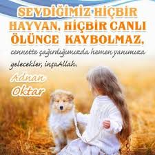 Http Www Harunyahya Org Bilgi Gununsozu Animals Teddy Bear Teddy