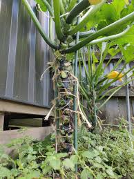 In the garden, they are generally grown on mounds with the vines moving downhill. I Tried Staking My Zucchini Plants This Year I Call This A Success Excuse The Weeds Gardening