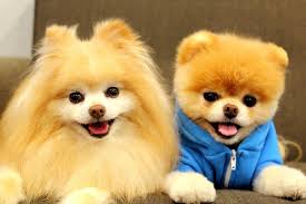 Pomeranian Boo Ozellikleri Ve Bakim Bilgileri