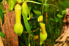 Pitchers are the largest carnivorous plants, and the largest pitchers grow in borneo. 7 Of The Best Carnivorous Plants And How To Care For Them Better Homes And Gardens