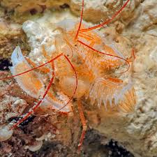 Image result for Volusia amboinensis