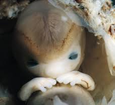 The conversion factor from weeks to days is 7, which means that 1 week. You Are 7 Weeks And 2 Days Pregnant Familyeducation