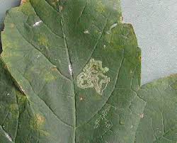 Image result for Stigmella speciosa
