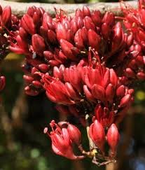 Image result for Schotia brachypetala