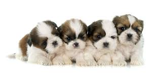 Many people want to have a shih poo puppy in their homes. 1 Shih Tzu Puppies For Sale By Uptown Puppies