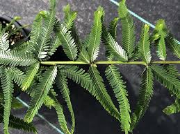 Image result for Phyllanthus polyanthus