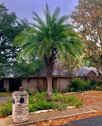 The texas tree trails organization is a cooperative effort of the texas a&m forest service, the texas historic tree coalition, the trinity documentation. Phoenix Sylvestris In Austin Texas Cold Hardy Palms Palmtalk