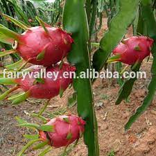 Therefore, it order to grow dragon fruit, you'll need to plant it near a fence you should prune dragon fruit plants on a regular basis to control size and improve air circulation. Planting White Red Dragon Fruit Seeds Pitaya Cactus Seeds View Dragon Fruit Seeds Fairy Valley Product Details From Shanghai Fairy Valley Industrial Co Ltd On Alibaba Com