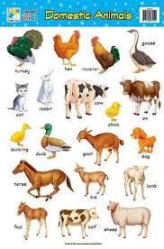 image for domestic animals chart animals name in english