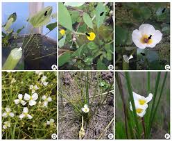 Image result for Alismataceae