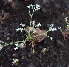 Image result for Polycarpaea corymbosa