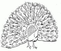 Peacocks coloring pages for adults. Cool Coloring Pages For Adults Peacock Coloring Home
