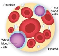 Image result for Red Blood Cell