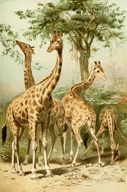 Royal Natural History 1893 1896 South African Giraffes Vintage Animals Giraffa Camelopardalis Gira Giraffe Illustration Motivational Art Prints Giraffe