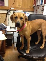 Black And Brown Pitbull Mix Pin On Pitbull Mix