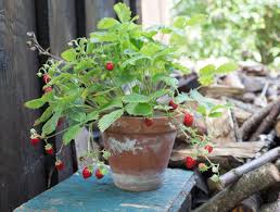 Am besten pflanzt du sie noch in den garten. Alles Uber Erdbeeren Egal Ob Balkon Oder Garten